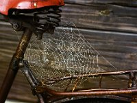 Spinnennetz2  "Spinnrad"