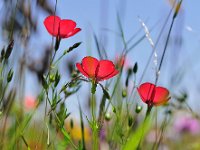 Blumenwiese  "Wildblumenwiese"
