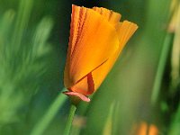 Goldmohn  "Goldmohn"