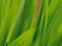 Gras  "Grashalme"