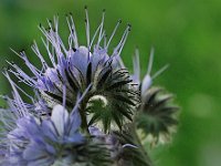Kringel  "Bienenfreund"