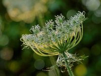 Moehre3167neu  "Wilde Moehre am Sommerabend"