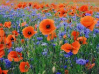 Mohnfeld  "Mohn & Korn"