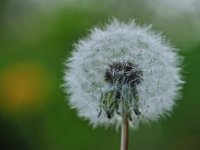 PusteWeich  "Pusteblume"