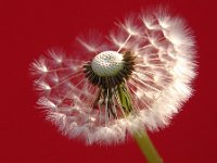 Pusteblume  "Windspiel"