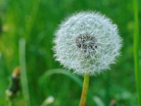 Pustegruen  "Pusteblume ..."