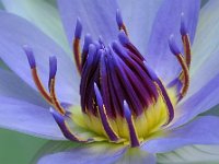 Seerose  "Seerose"
