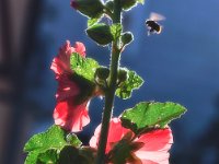 Stockrose  "Stockrose"