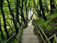 HolzTreppe  "Treppe zum Kreidefelsen auf Moen,Dänemark"