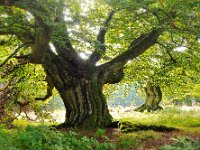 2Buchen im Fruehling