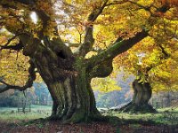 2Buchen im Herbst  Buchenpaar im Halloh-Wald, Hessen
