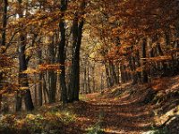 Goldgraeberpfad  "Goldgräberpfad im Kellerwald"