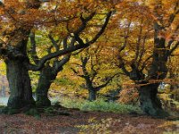 Herbst im Hutewald Halloh  "Herbst im Halloh-Wald, Hessen"