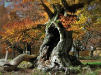 Hohle Buche  "Buchen-Seniorin" im Hutewald Halloh