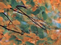 Laub  "Laub - Aquarell"