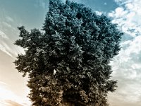 Linde  "Zwischen Himmel und Erde"