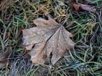 Raureif-Blatt  "Einsames Blatt im Winter"