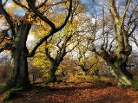 Spaetherbst im HutewaldHalloh  "Spätherbst im Hutewald Halloh"