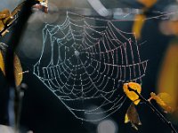 Spinnenetz2015  "Netzwerk"