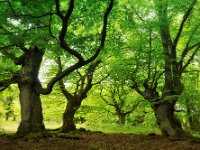 Waldfruehling  "Frühling im Halloh-Wald, Hessen"
