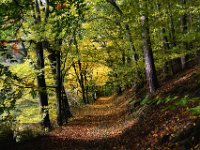 Waldweg in Nordhessen