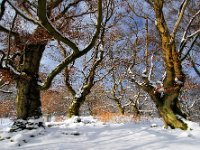Winterwald  "Winter im Hutewald Halloh"
